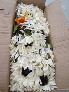 box of cream sunflower bushe ...