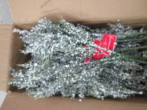 box of cedar berry picks...