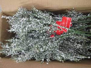 box of cedar berry picks...
