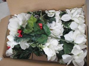 box of white magnolia bushes ...