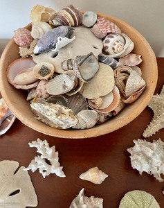 lot 48 image: Bowl of Shells