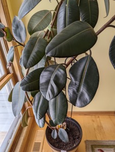 lot 103 image: Potted House Plant