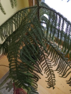 lot 104 image: Potted House Plant