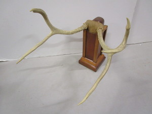 lot 16 image: Whitetail Mount