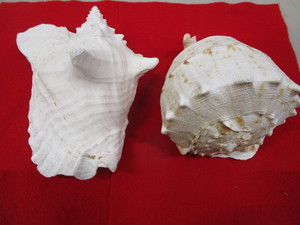 lot 35 image: Large Seashells