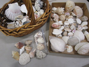 lot 47 image: Basket of Seashell