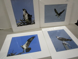 lot 139 image: Osprey Photos by O. Strom