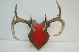 mounted antlers