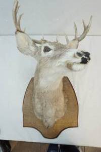 buck head mount