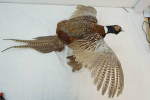 pheasant body mount