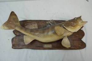 mounted walleye