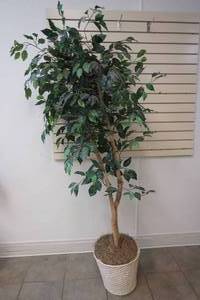 ficus tree