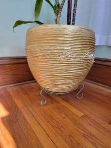 lot 19 image: 8 Foot Tall Live House Plants  Dracaena Marginata