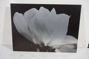 Michael Harrison Gardenia Floating Brushed Aluminum Art - 22 x 16
