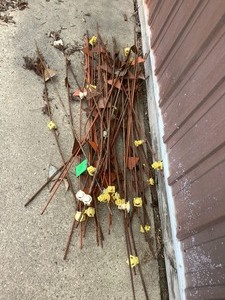 Electric Fence Posts