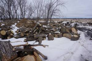 1 Load of Mixed Species Fire Wood 1 Dump Trailer or Truck Full