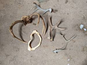 lot 80 image: Antlers and shark teeth...