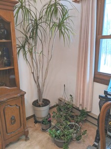 lot 142 image: Lot of plantsflowers and palm tree...