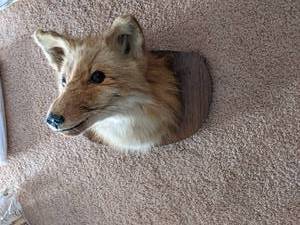 lot 124 image: Mounted Fox head....yes you read th...