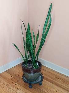 lot 27 image: Snake PlantMother in Law Tongue House Plant