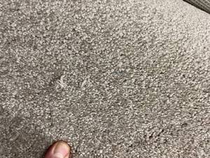 516 SF of Specialty Mohawk SmartStrand Stain Proof Plush Carpet - Beige