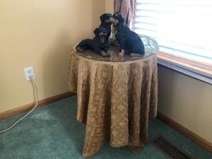 Dog statues and table