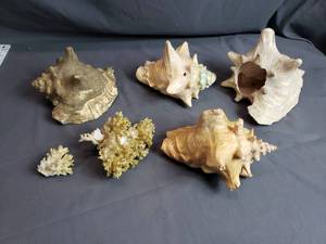 Conch Shells and Coral