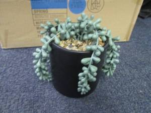 6 Faux Pearl Succulents in Pots...