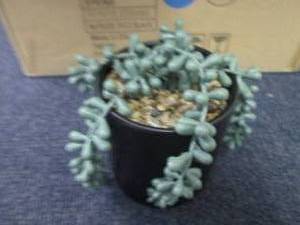 6 Faux Pearl Succulents in Pots...