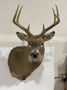 lot 2 image: Shoulder Deer Mount