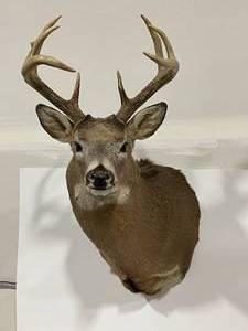 lot 3 image: Shoulder Deer Mount