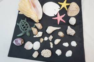 sea shells