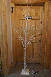 birch tree
