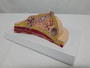 lot 48 image: MSRP $400 Axis Scientific 6-Part Female Skeletal Pelvis With Organs Plus&nbsp3B Scientific full size breast cross-section model - Both Great Condition