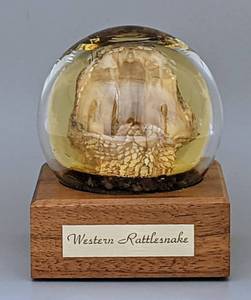 lot 130 image: Real Western Rattlesnake Head Displayed in Dome with a Wooden Base