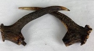 lot 194 image: Polished Antique Powder Horn & Two Elk Antlers