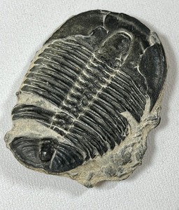 lot 310 image: Trilobite Fossil, & Vintage Tribal Necklace & Bracelet Made of Shells, Seeds & Nuts