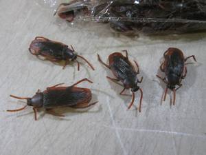 (BSB) Bag of 100 Fake Cockroaches 2...