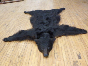 lot 4 image: Authentic Bear Skin Wall HangingRug