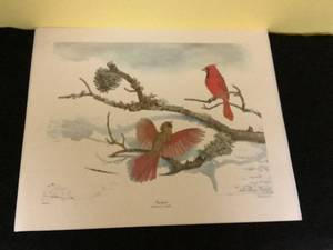 lot 66 image: Sallie Ellington Middleton Cardinal Print