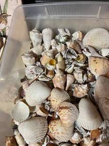 lot 53 image: Extra Large Lot Of Shells - Some Very Rare & Very Collectible Sand Dollars  Plus Books Etc.