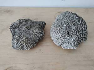 lot 96 image: Two Coral Dcor