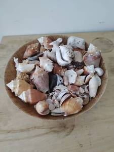 lot 97 image: Huge Collection of Seashells