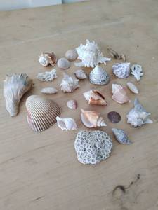 lot 100 image: Collection of Seashells and Coral