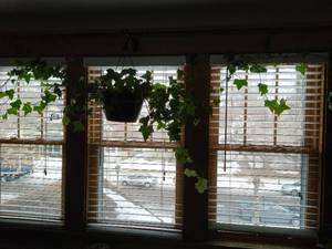 Potted Plants