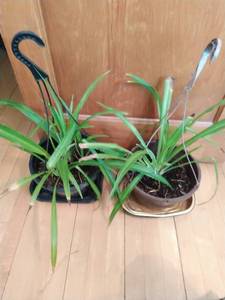 Spider Plants