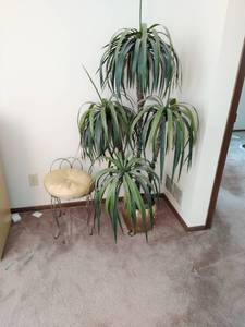 lot 51 image: Faux Plant With Footed Pot And Small Chair