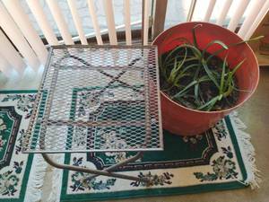 lot 151 image: Aloe Plant