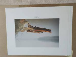 lot 193 image: Birchbarks Prints