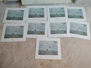 lot 195 image: Lake Manitoba Mallards Prints
